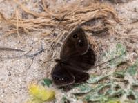 Weißkernauge Männchen